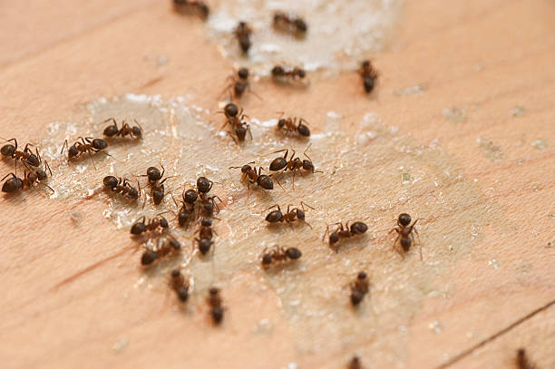Best Ant Control Services  in Carlstadt, NJ