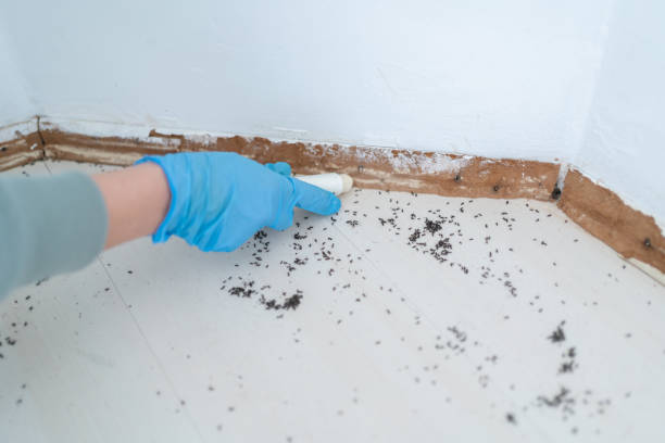 Best Emergency Pest Control  in Carlstadt, NJ